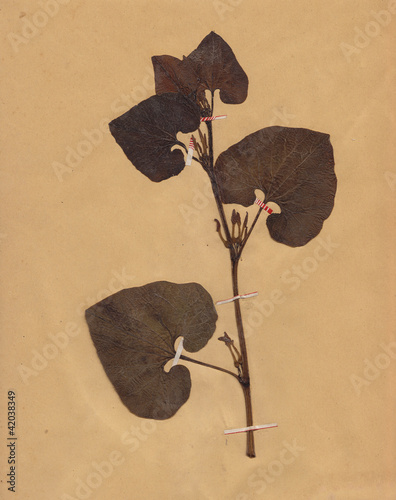 Illustration: scan of vintage dried folliage flower on paper dated 1896 scan of vintage dried folliage flower on paper dated 1896