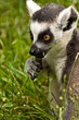 Katta (Lemur catta)