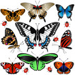 Collection of butterflies Collection of butterflies