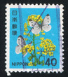 Cabbage Butterflies