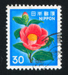 Camellia