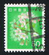 Cherry Blossoms