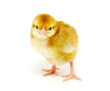 Foto: little chicken little chicken