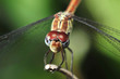 dragonfly, close up, daintree rainforest, queensland, australia