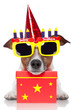 birthday dog