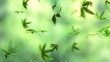 Marijuana raining light
