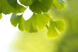 ginkgo biloba