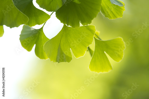 Photo: ginkgo biloba ginkgo biloba