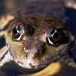 The frog face in the watter