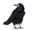 Rook, Corvus frugilegus, 3 years old