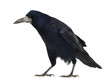 Rook, Corvus frugilegus, 3 years old