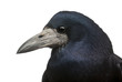 Rook, Corvus frugilegus, 3 years old