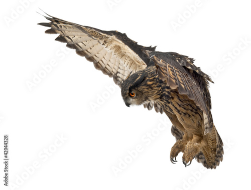 Photo: Eurasian Eagle-Owl, Bubo bubo, 15 years old, flying Eurasian Eagle-Owl, Bubo bubo, 15 years old, flying
