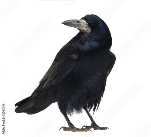 Foto: Rook, Corvus frugilegus, 3 years old Rook, Corvus frugilegus, 3 years old