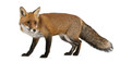 Red fox, Vulpes vulpes, 4 years old
