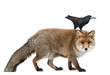 Old Red fox, Vulpes vulpes, and Rook, Corvus frugilegus