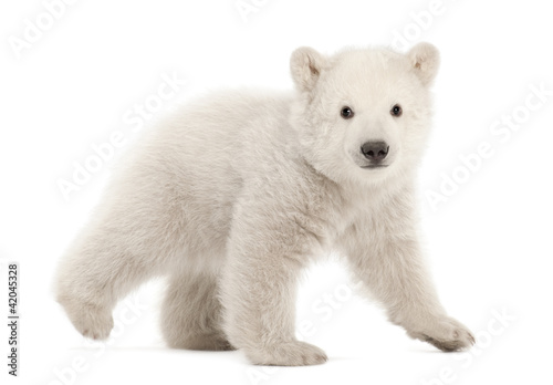 Photo: Polar bear cub, Ursus maritimus, 3 months old Polar bear cub, Ursus maritimus, 3 months old