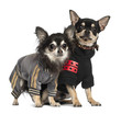 Chihuahuas standing against white background
