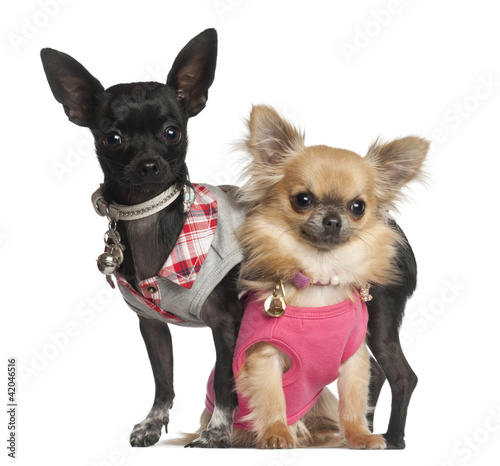 Photo: Chihuahuas sitting against white background Chihuahuas sitting against white background