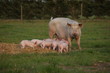 Outdoor pigs