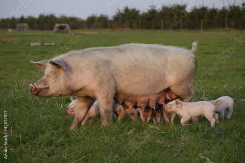Photo: Outdoor pigs Outdoor pigs