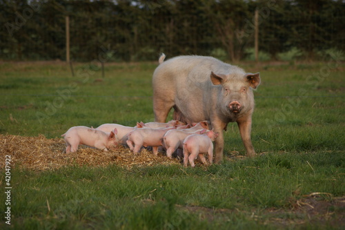 Photo: Outdoor pigs Outdoor pigs