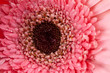 pink gerbera