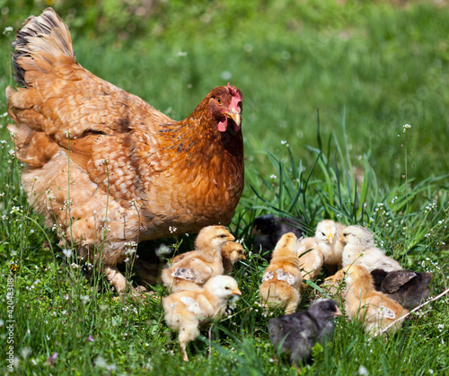 Photo: Chicken with babies Chicken with babies