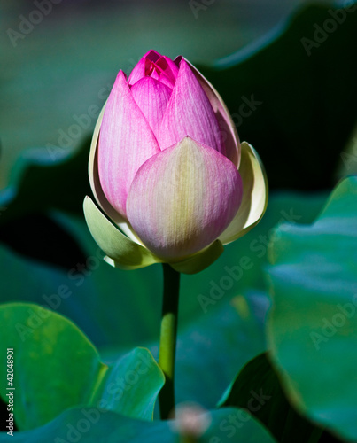 Photo: Lotosblumen (Nelumbo) Lotosblumen (Nelumbo)