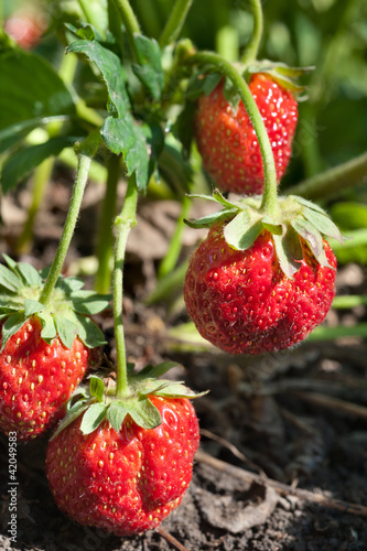 Photo: red strawberry red strawberry