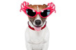 dog as drag queen