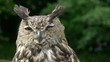 canvas print picture - Eagle Owl Close Up (bubo bubo)
