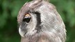 canvas print picture - Eagle Owl Close Up (bubo bubo)