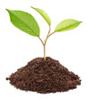 Young green plant in soil