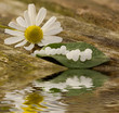 Globuli mit Kamille und Wasser