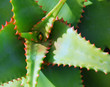 Photo: aloe green brown succulent Plant aloe green brown succulent Plant