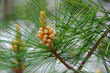 Photo: pine cone pine cone