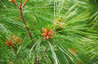 Photo: pine cone pine cone