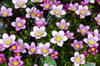 saxifraga arendsii