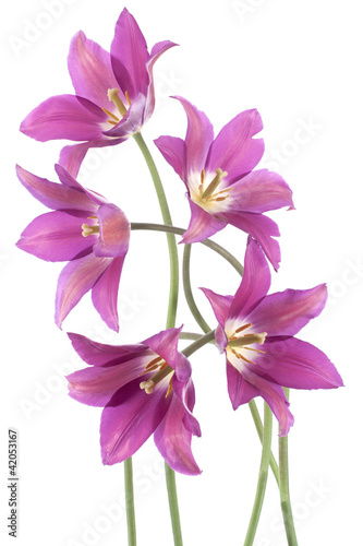 Photo: tulip tulip