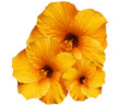 Photo: Ibisco Arancione Sfondo Bianco-Orange Hibiscus isolated on White Ibisco Arancione Sfondo Bianco-Orange Hibiscus isolated on White