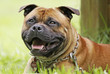 Staffortshire Bullterrier