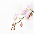 Orchidee- zartrosa