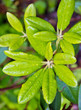 Photo: leaf closeup leaf closeup