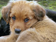 Puppy eyes