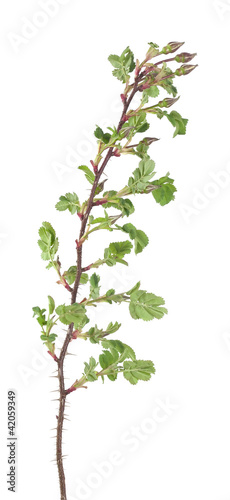 Photo: Rose buds on stem not yet sprung isolated on white Rose buds on stem not yet sprung isolated on white