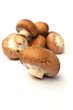 fresh mushrooms