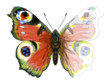 Butterfly Inachis Io. Unfinished Watercolor drawing imitation.