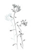 Vector a monochrome sketch of wildflowers forget-me