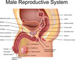 Male Reproductive System cross section view
